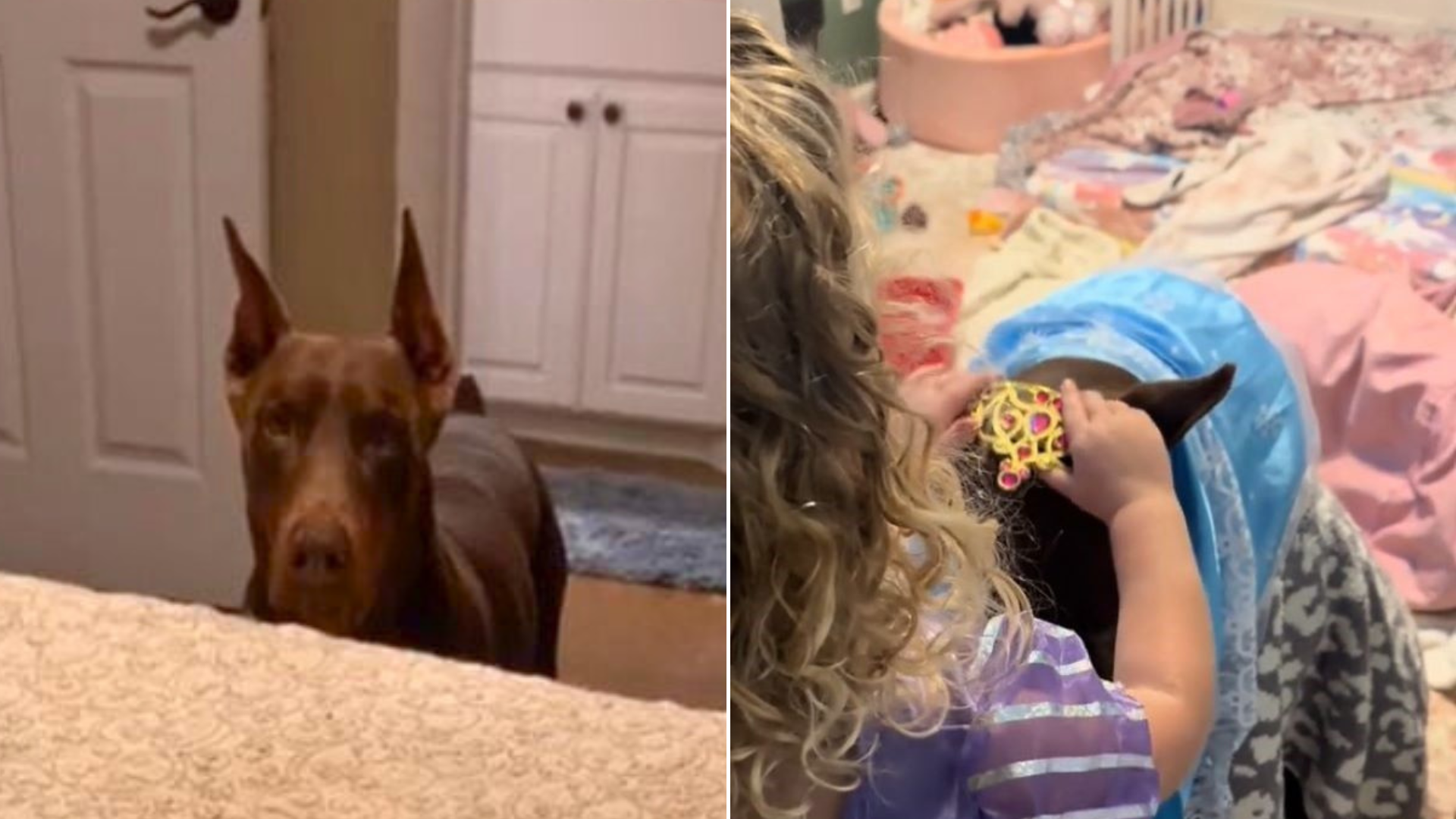 doberman playing with girl