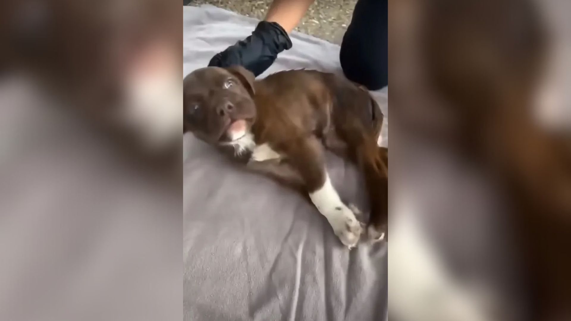 brown dog laying down