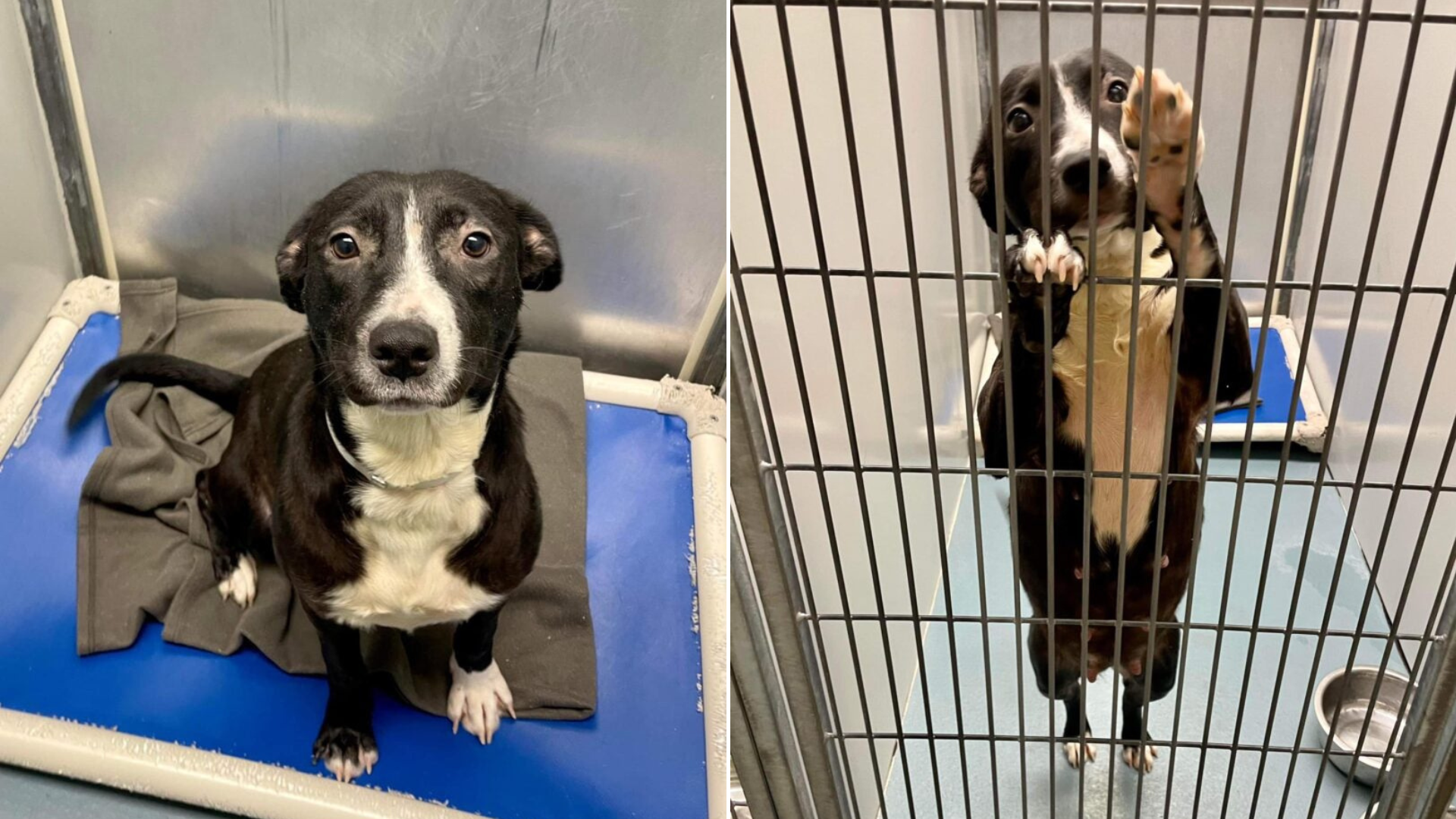 dog with sad eyes in shelter kennel