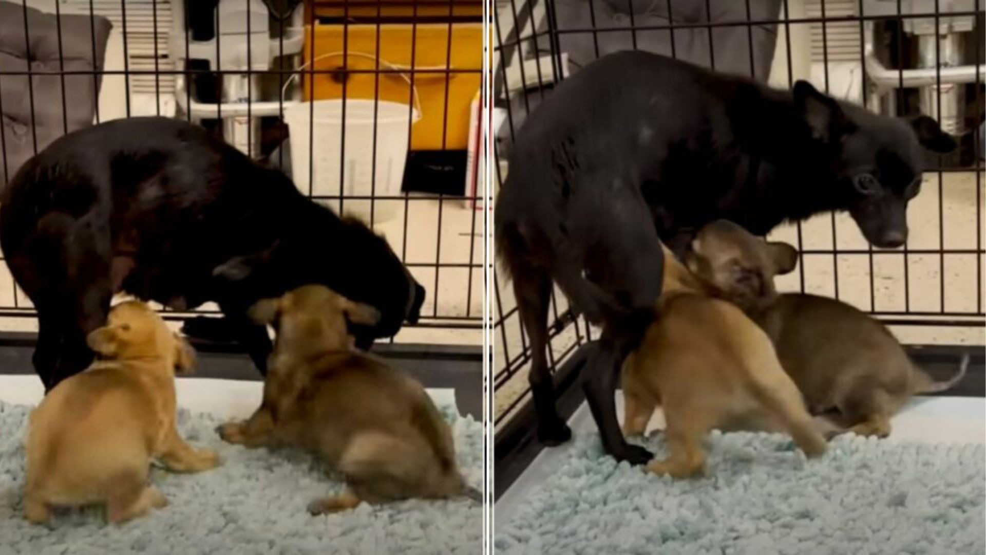 mother dog and tiny puppies