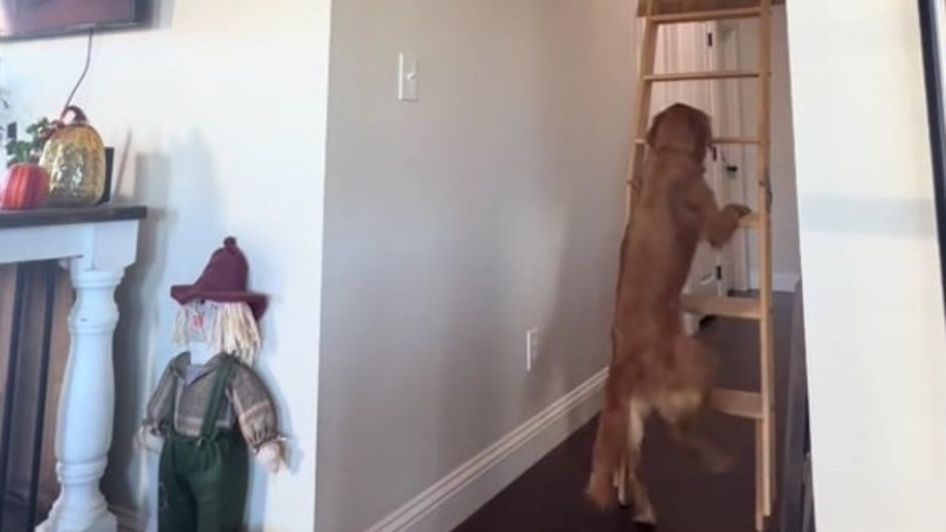 dog climbing ladder
