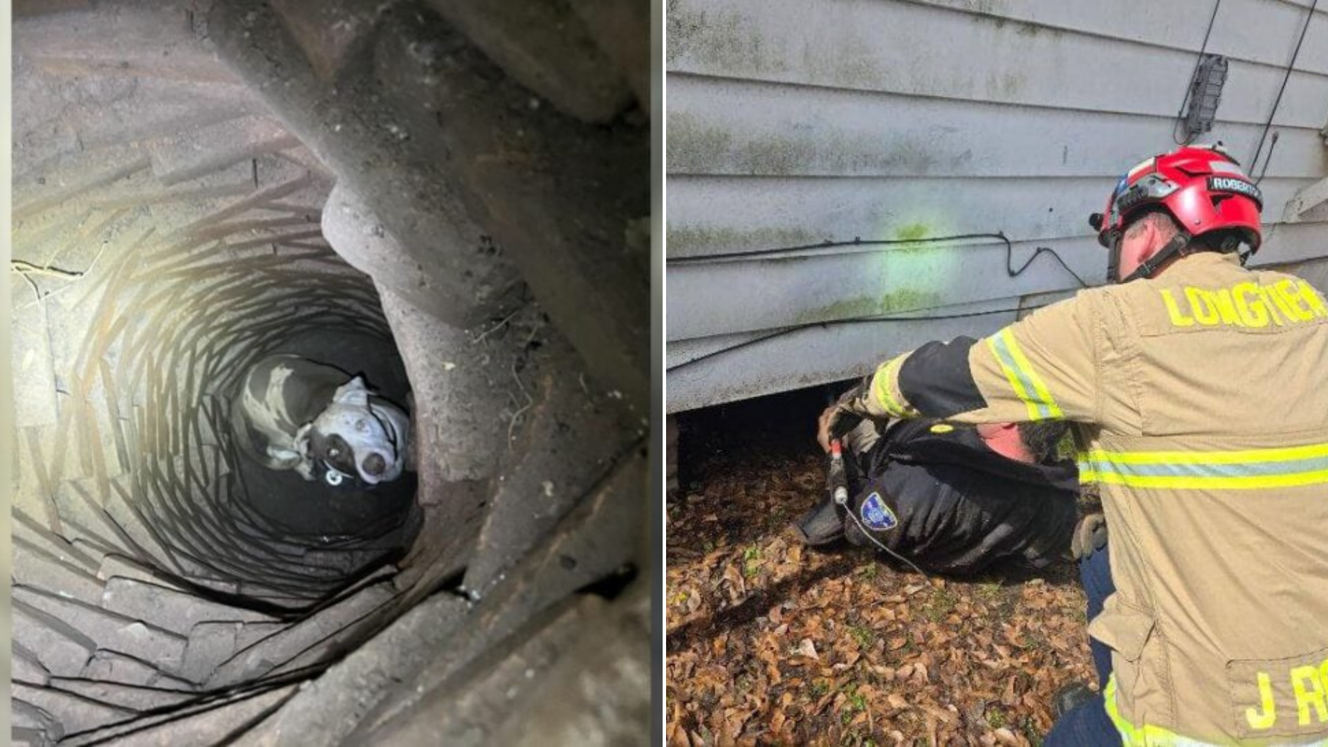dog stuck in pipe being rescued