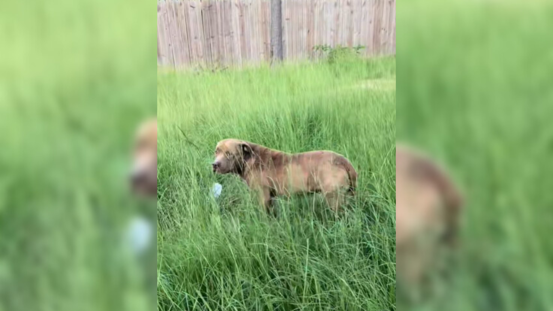 dog outside in grass