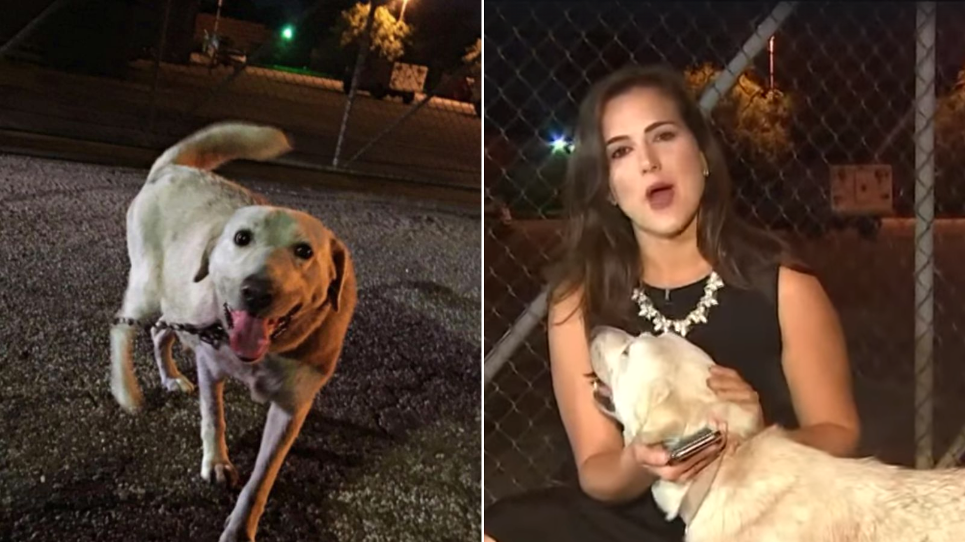 news reporter and a white dog