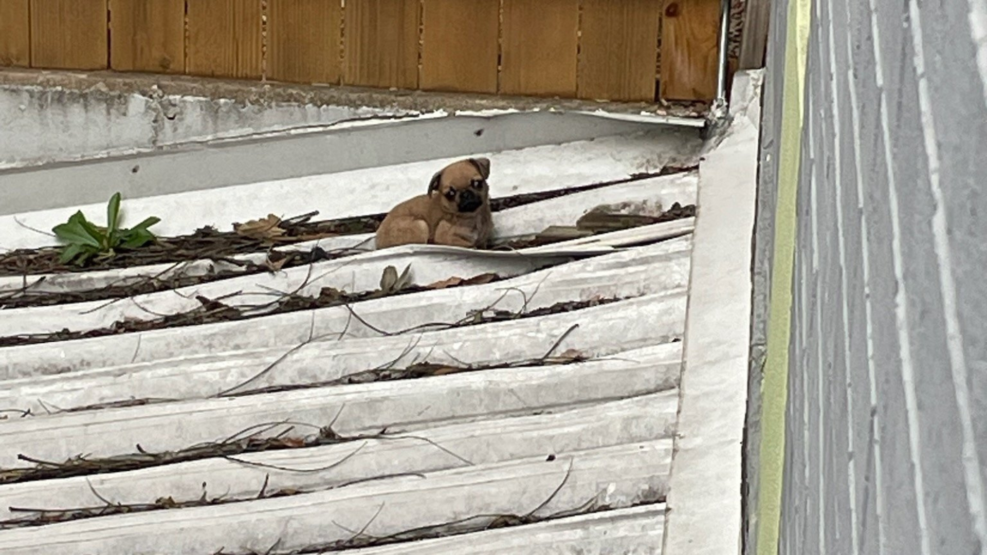 dog stuck on roof