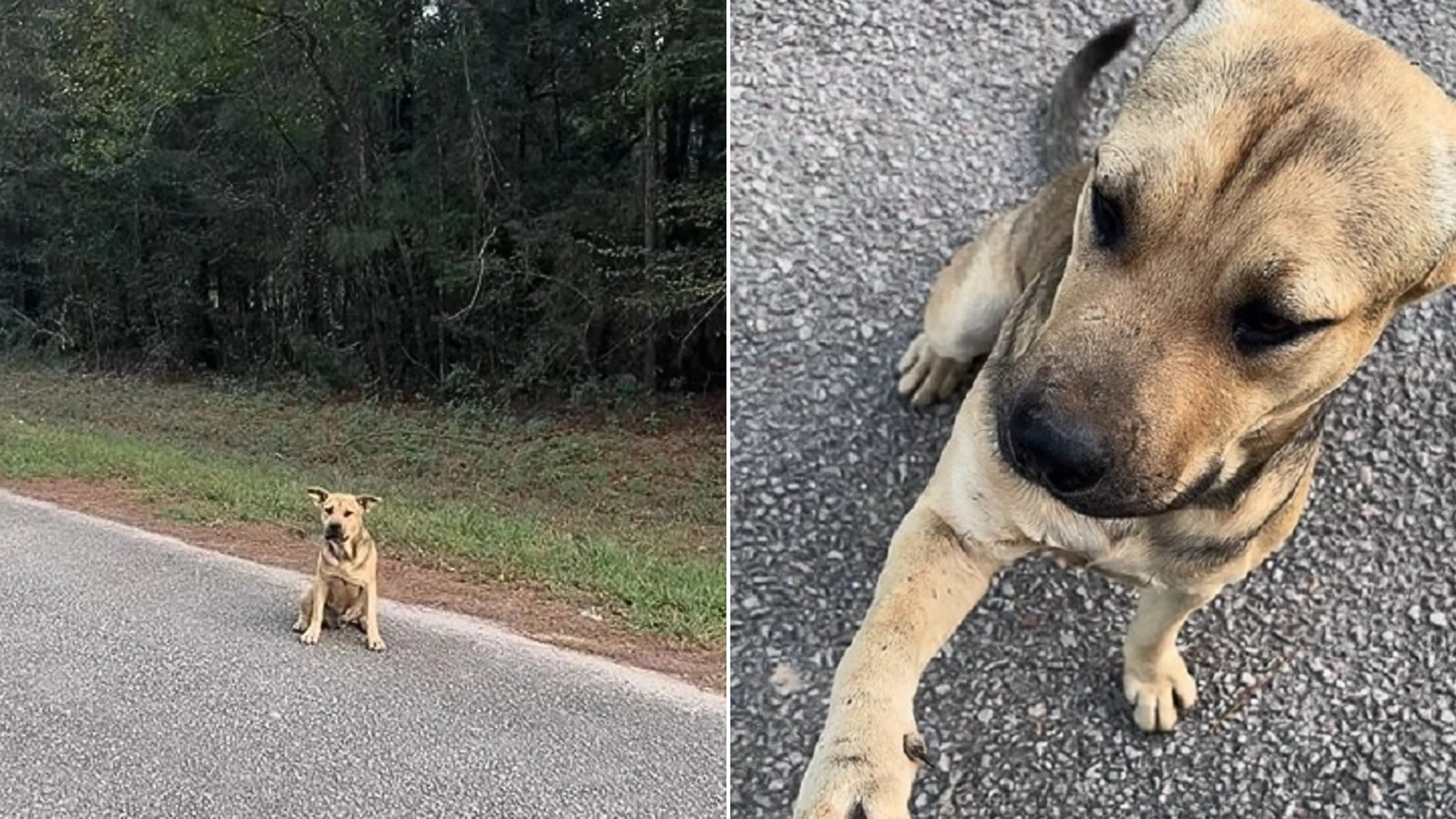 dog crossing the street and holding out hand