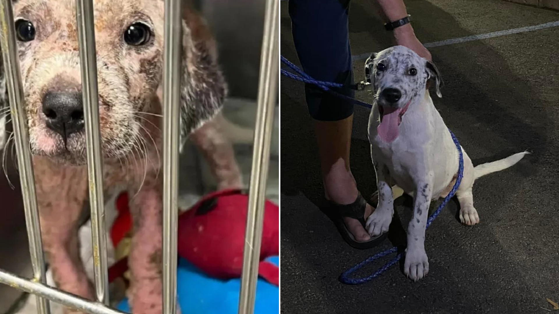 dog with mange before after transformation
