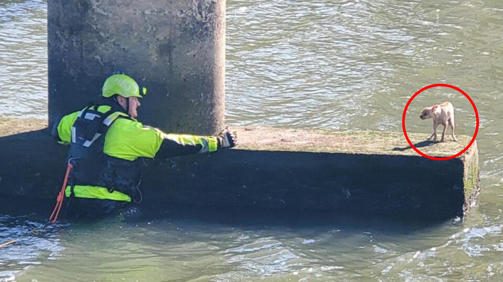 fireman rescuing trapped dog