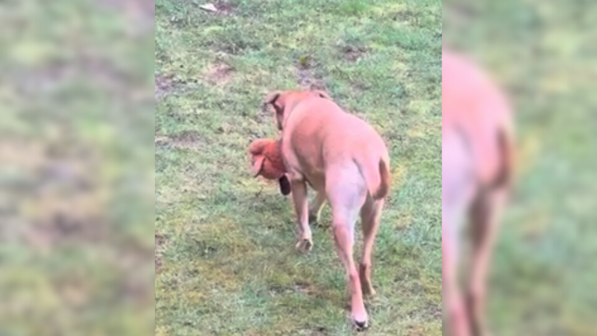 dog with toy in mouth walking on grass