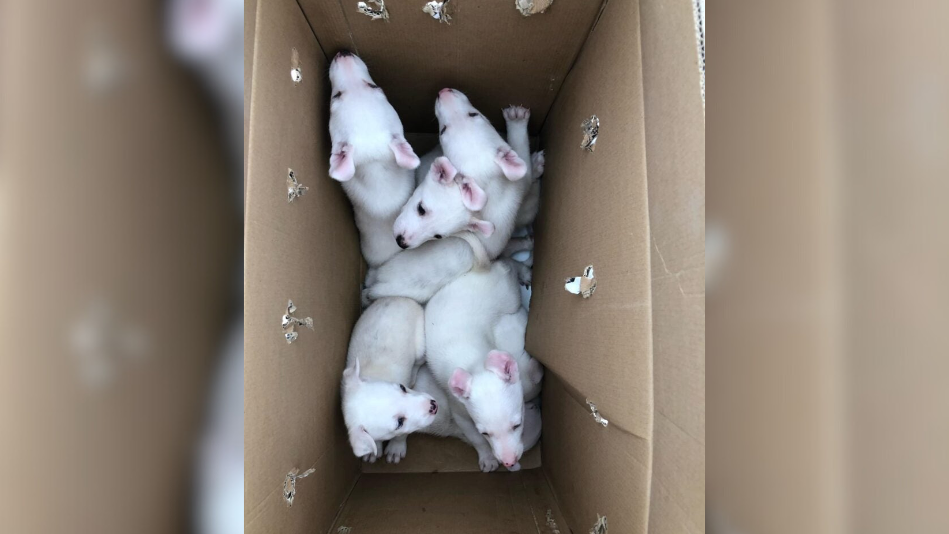 white puppies in a box