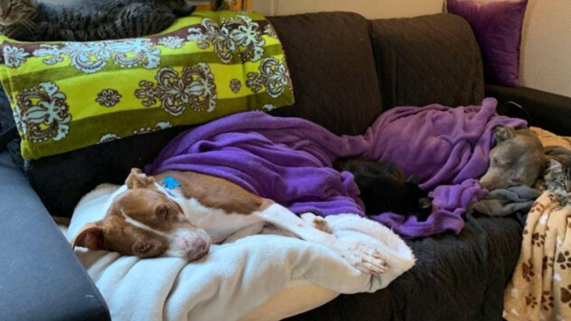 dog lying with pillow and blanket
