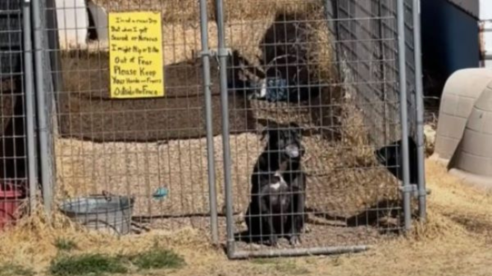 black dog in kennel