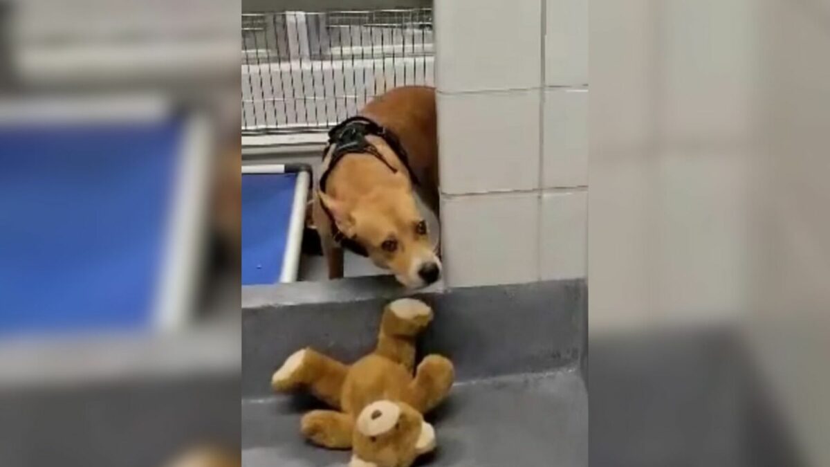 Texas Shelter Pup Clings To A Worn Teddy Bear As Her World Falls Apart