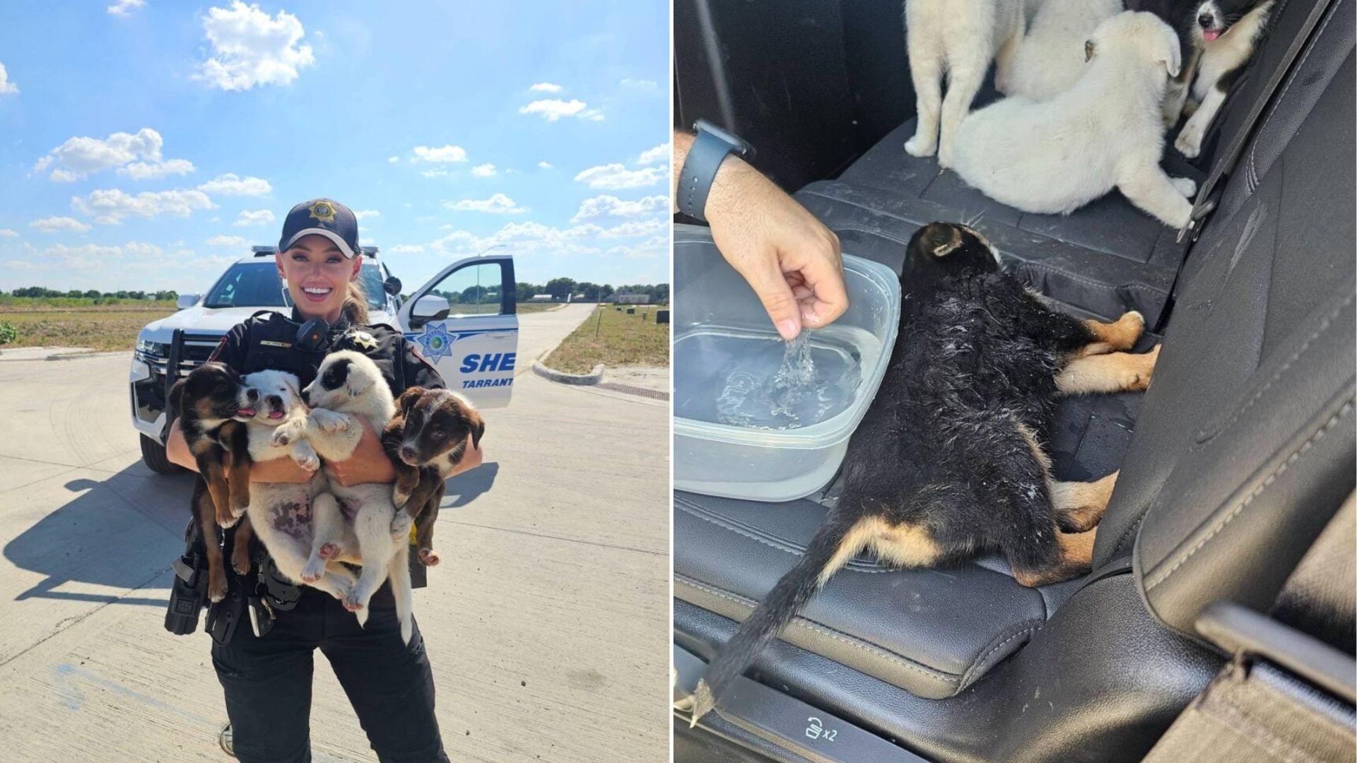 sheriff holding a dogs