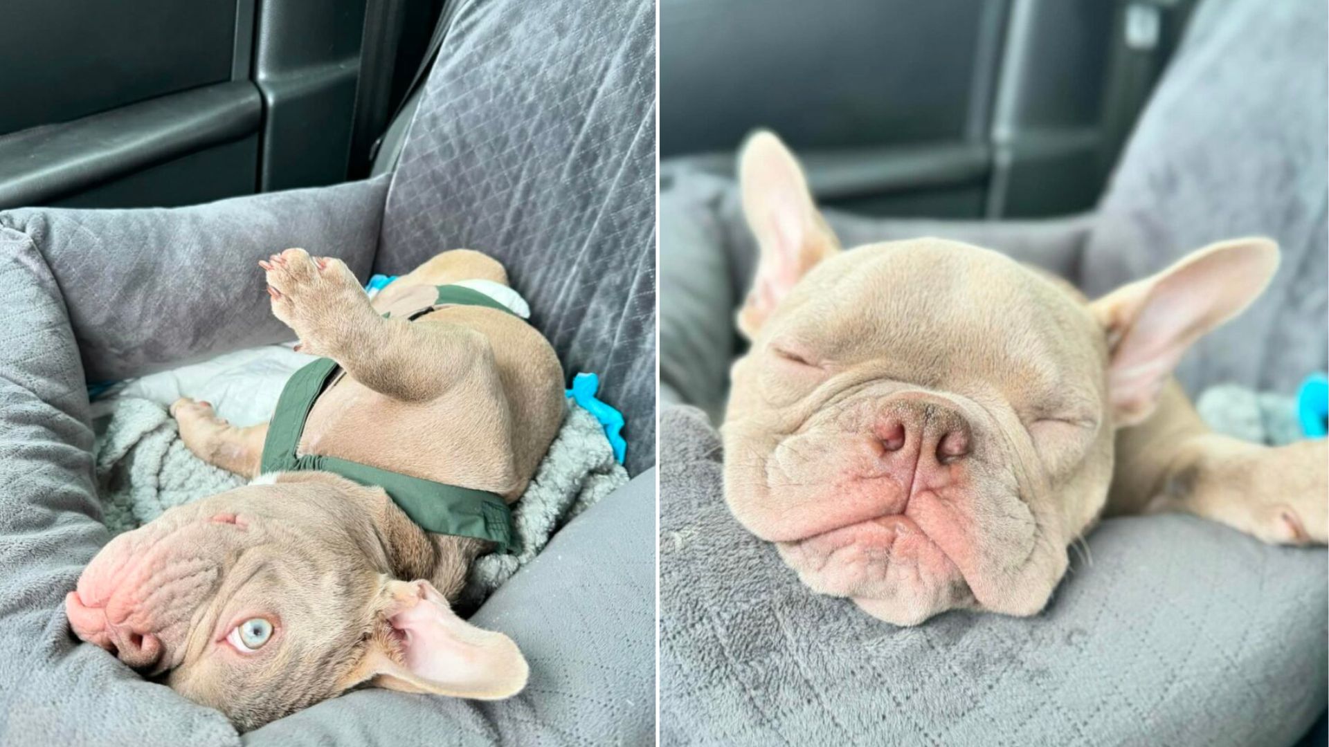 gray pup on seat
