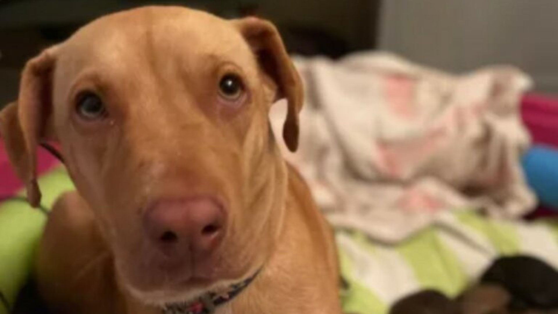 brown dog looking sadly