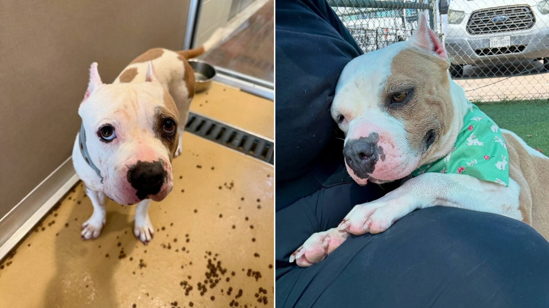 small pit bull dog in shelter