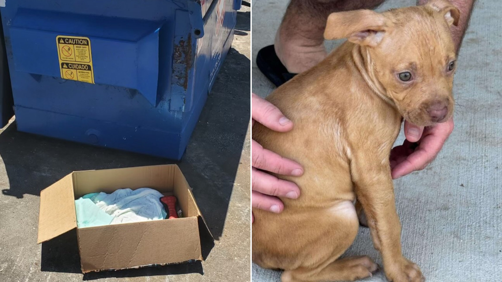 tiny abandoned puppy