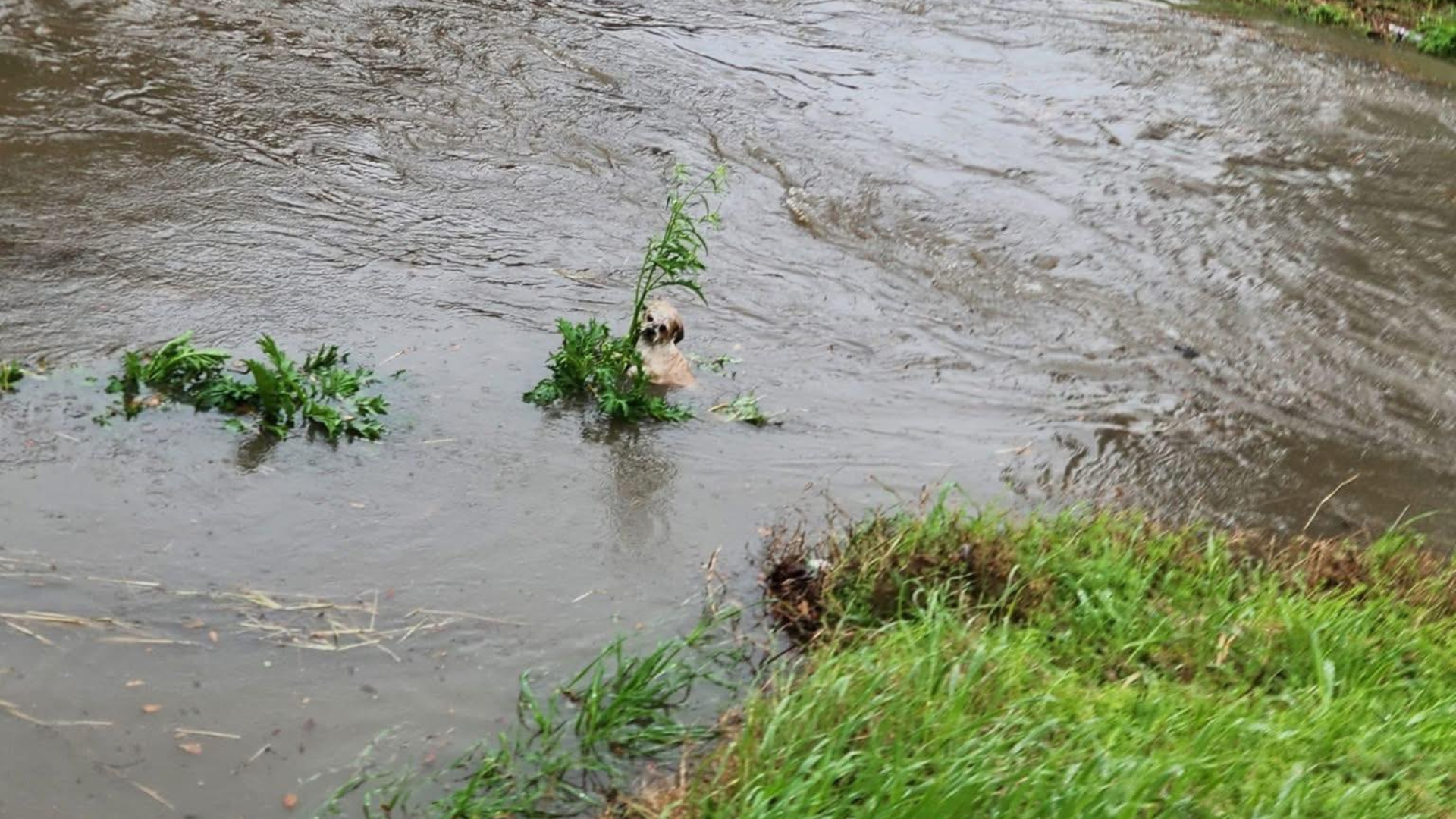 dog trapped in river