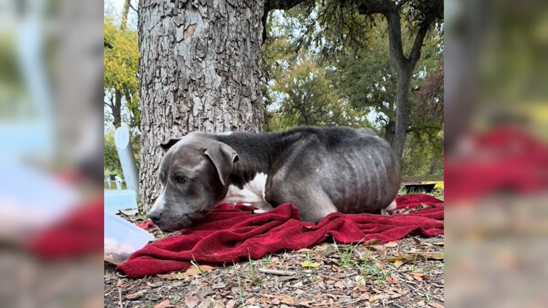 dog lying on a blanket