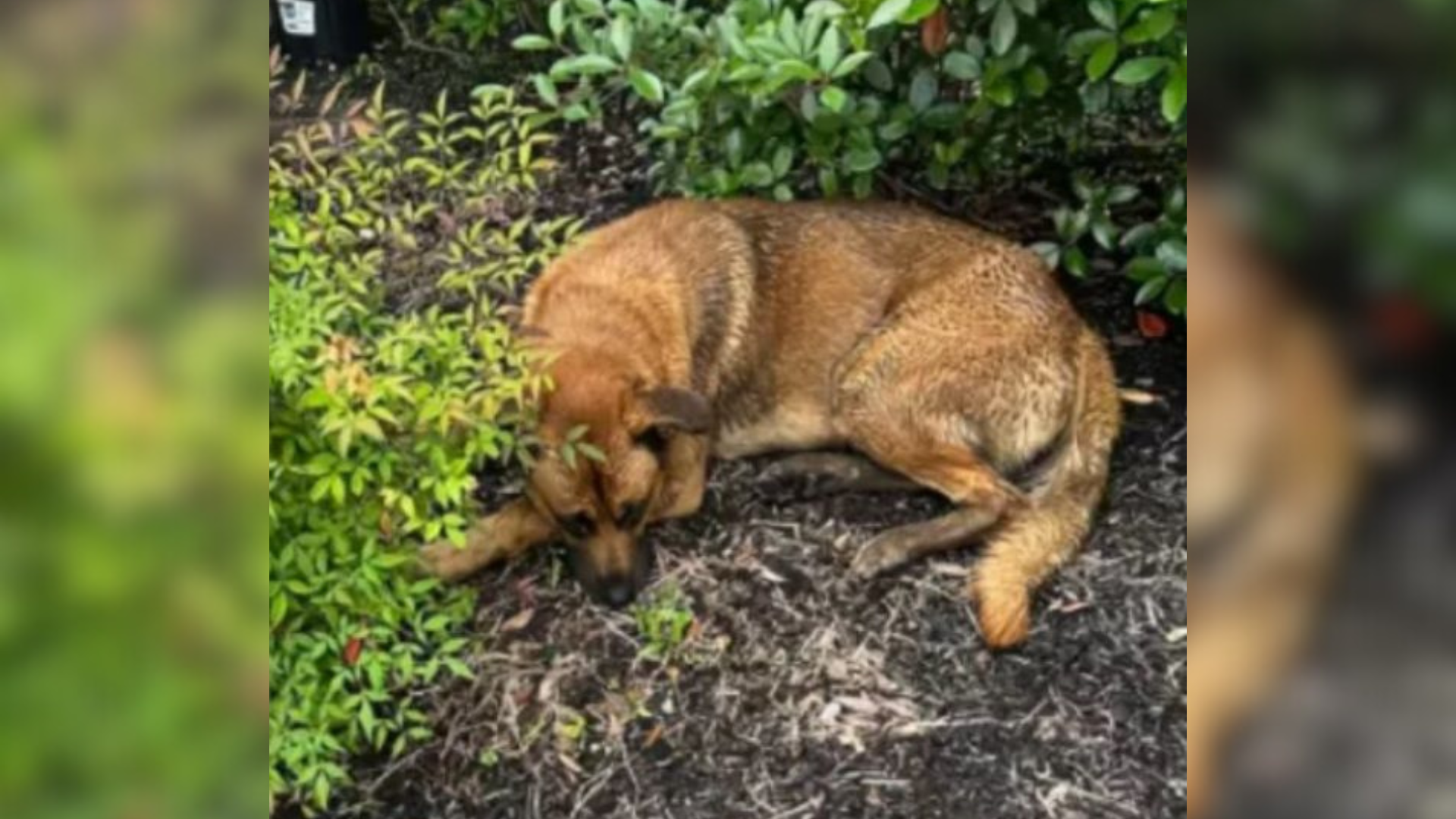 brown dog curled in bushes