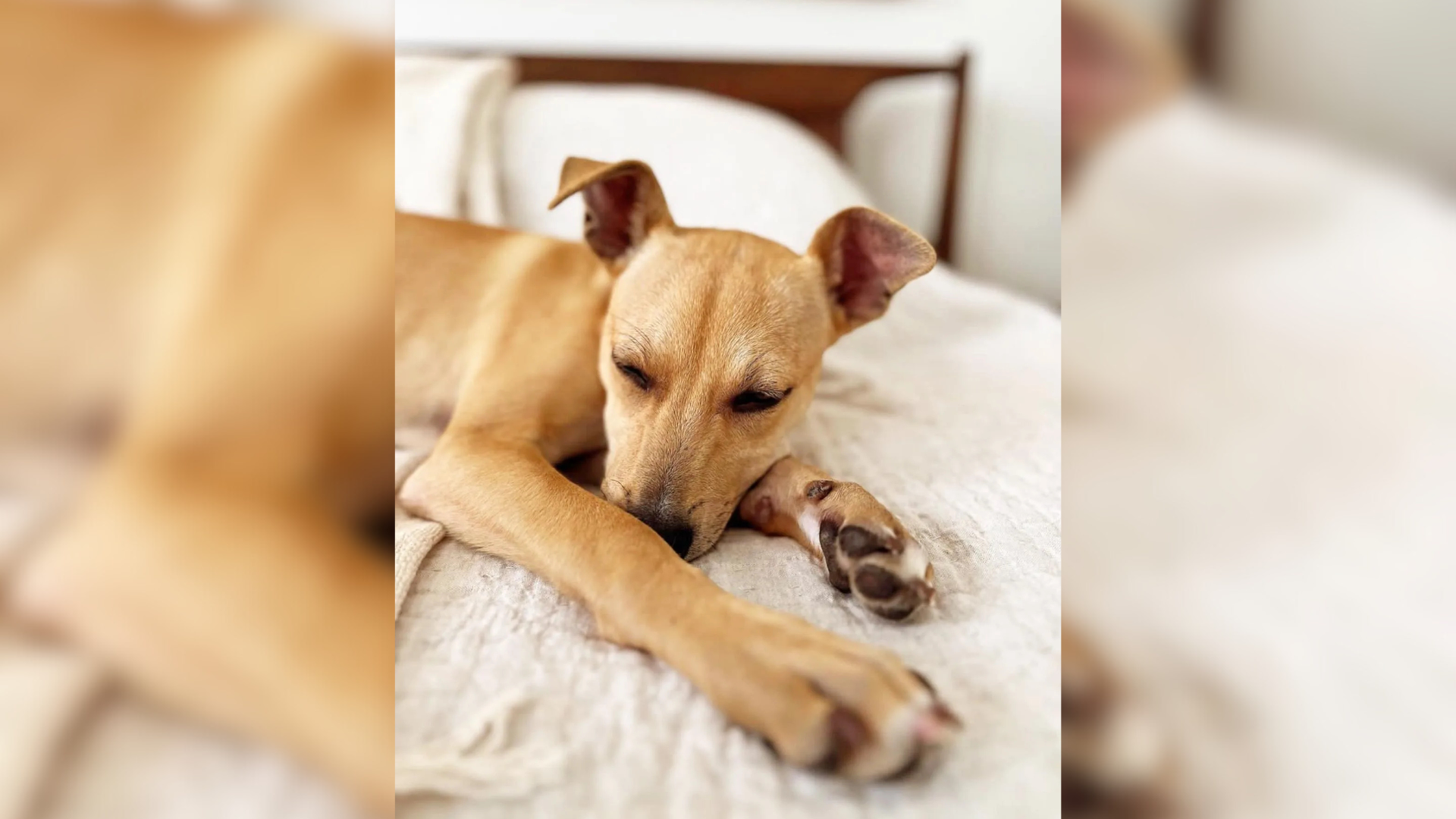 golden dog lying in bed