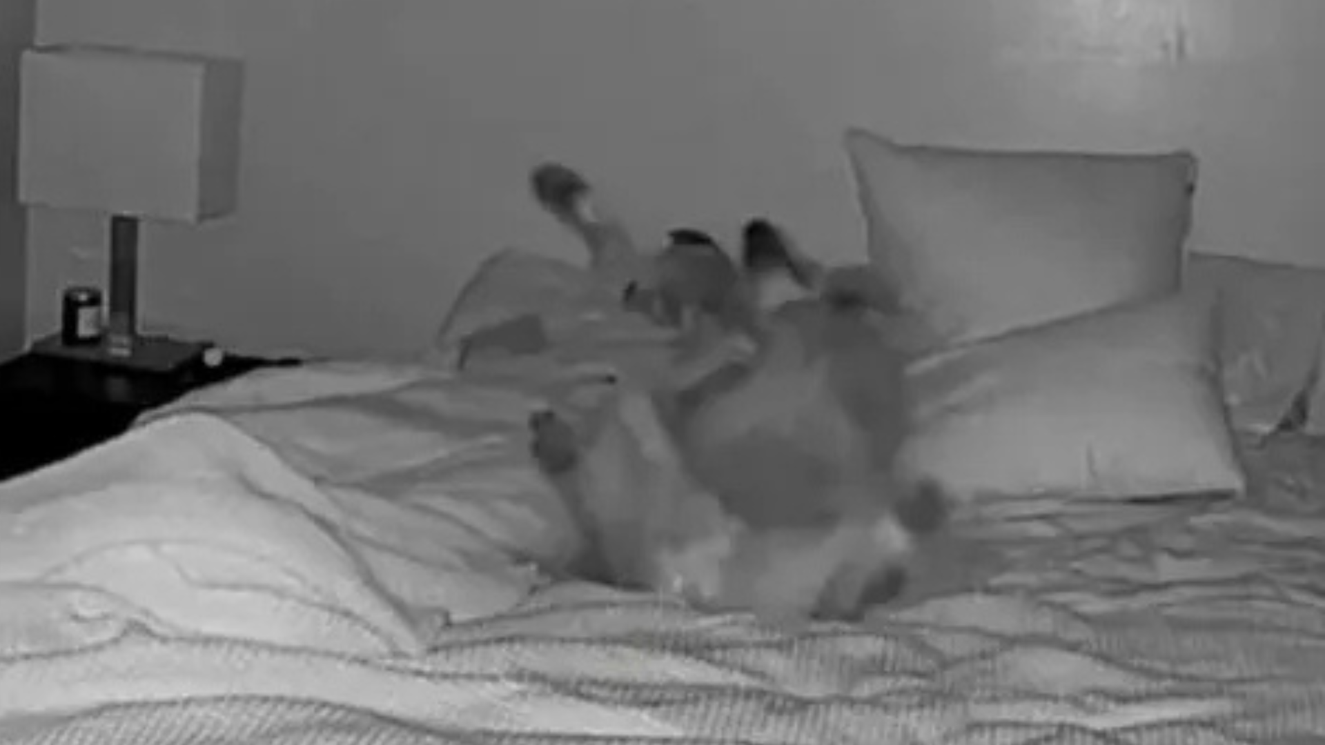 camera footage of a dog rolling on bed