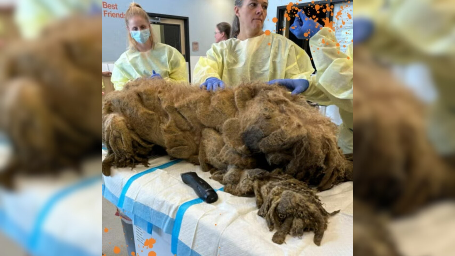 severely matted dog getting groomed