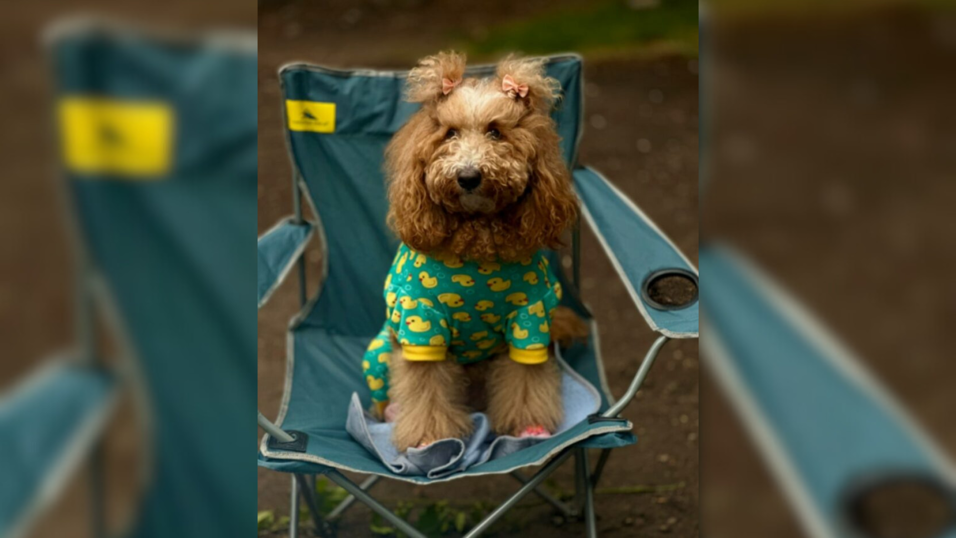 dog with pigtails hairstyle