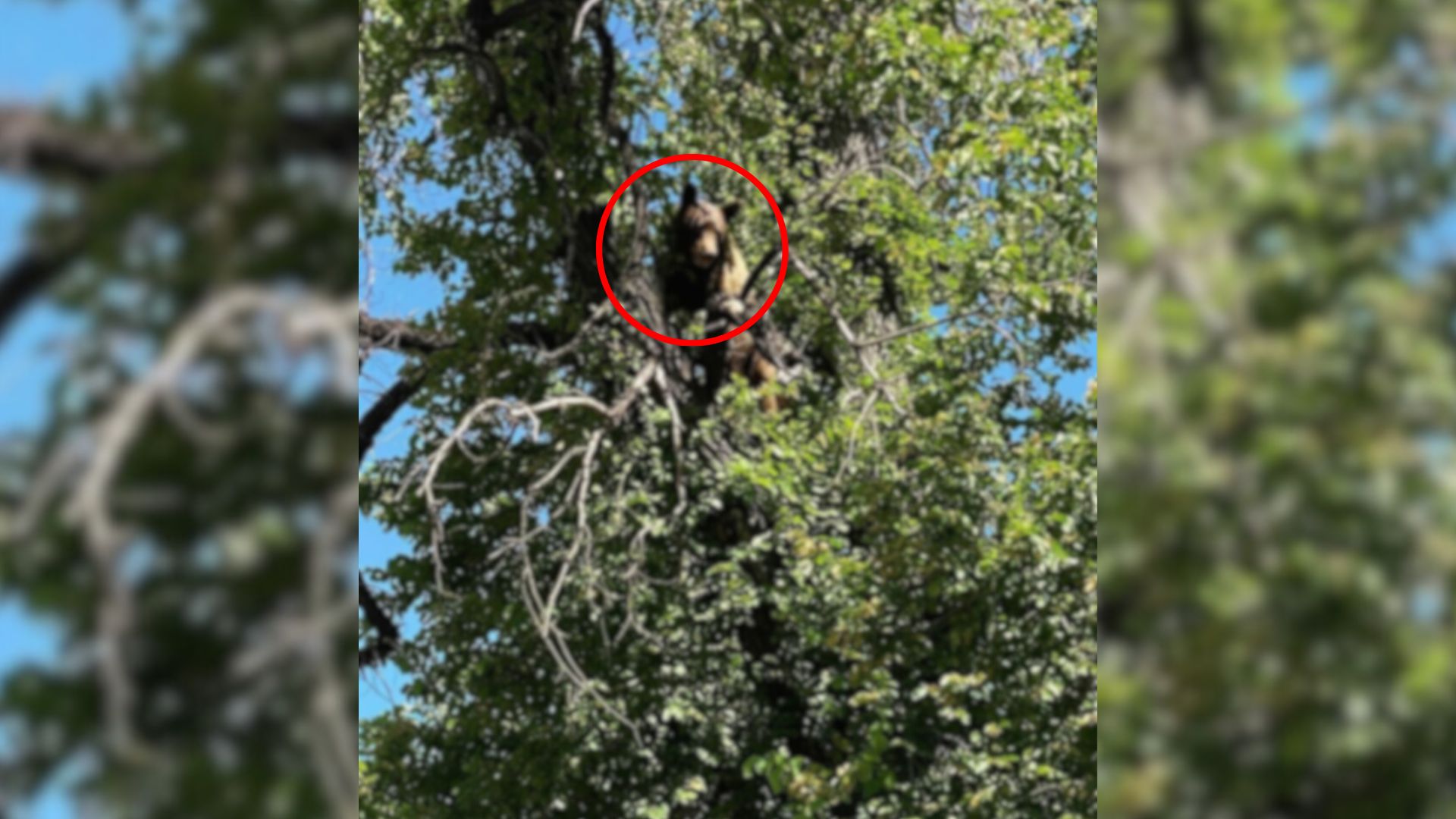 bear on tree