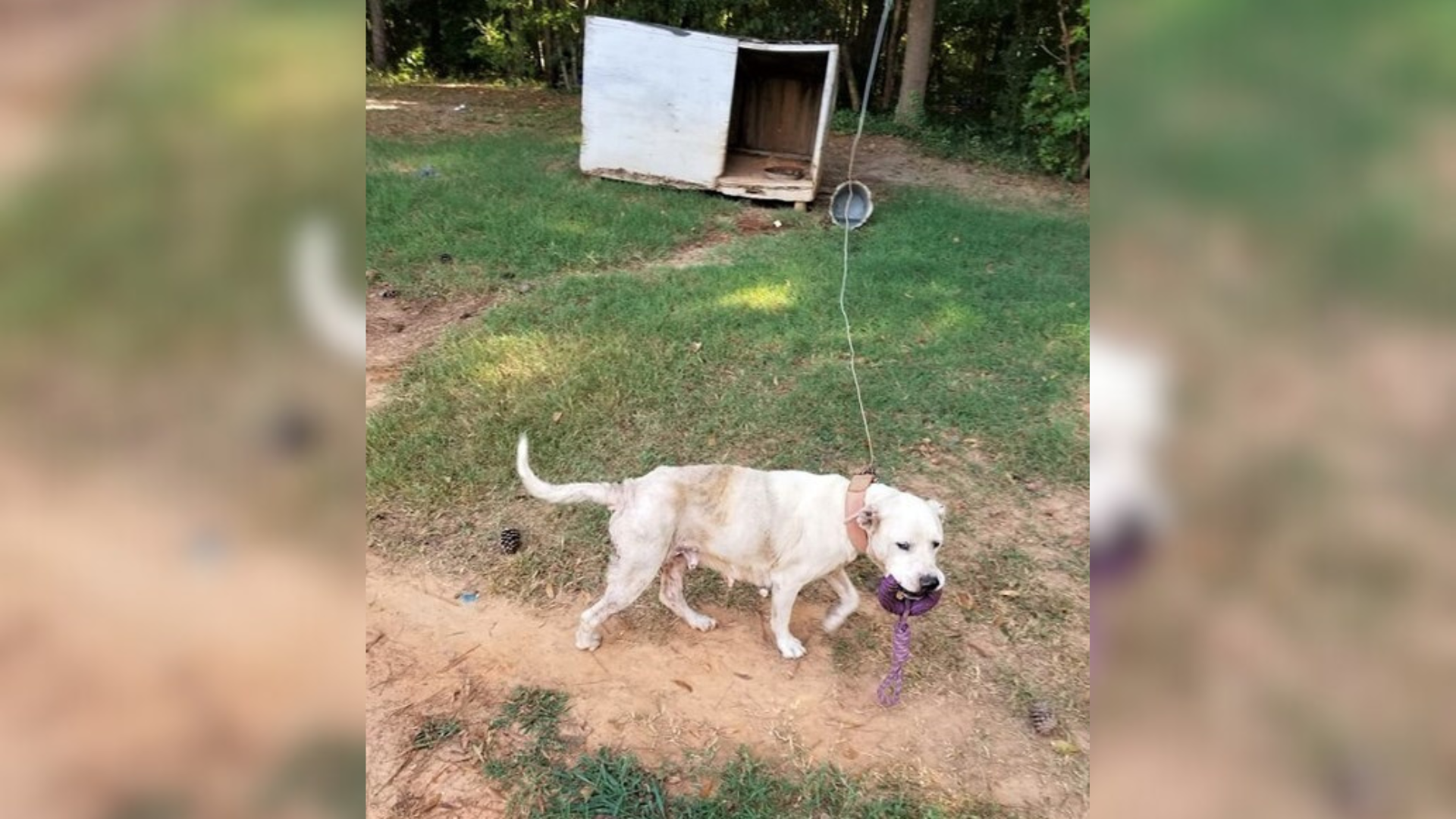 dog leashed outdoors