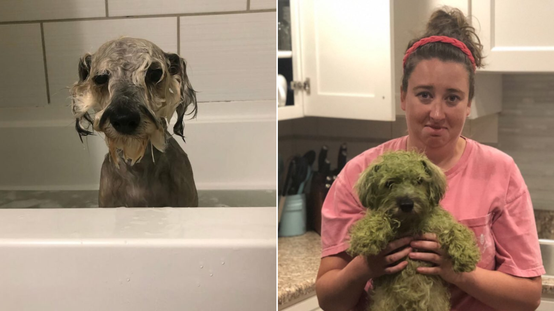 dirty dog taking bath