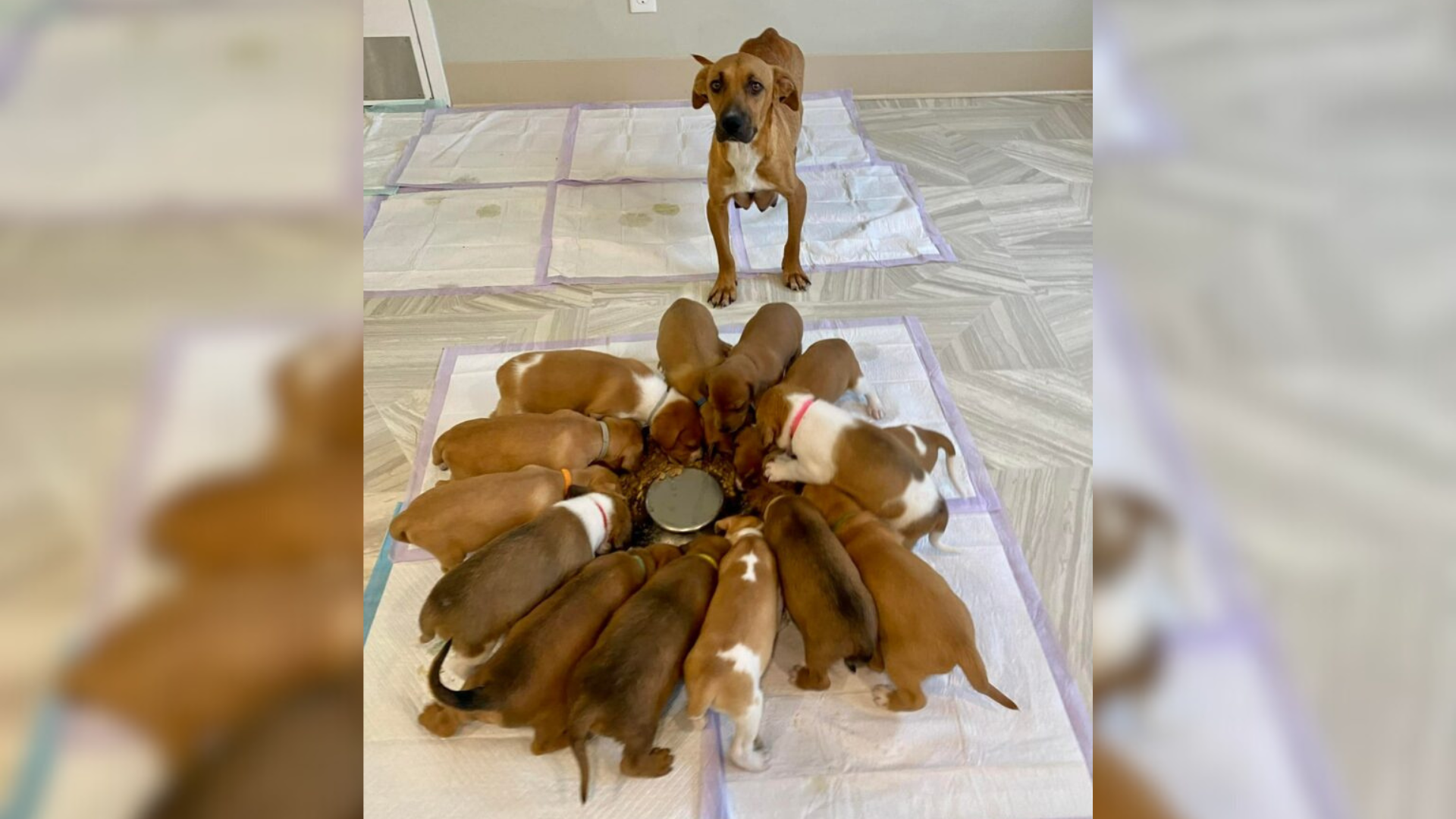 mom dog with a huge litter