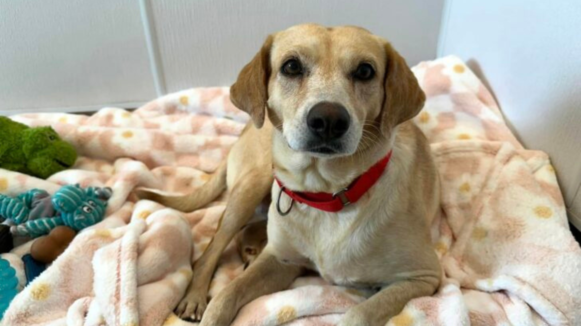 dog lying on blanket
