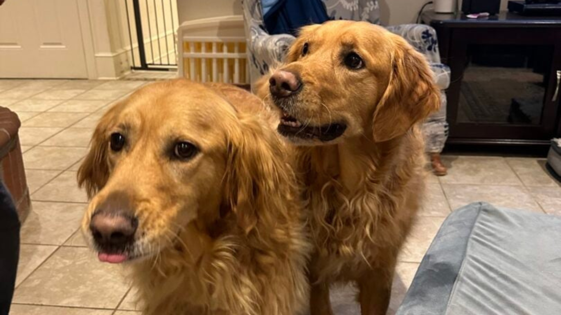 two golden retrievers