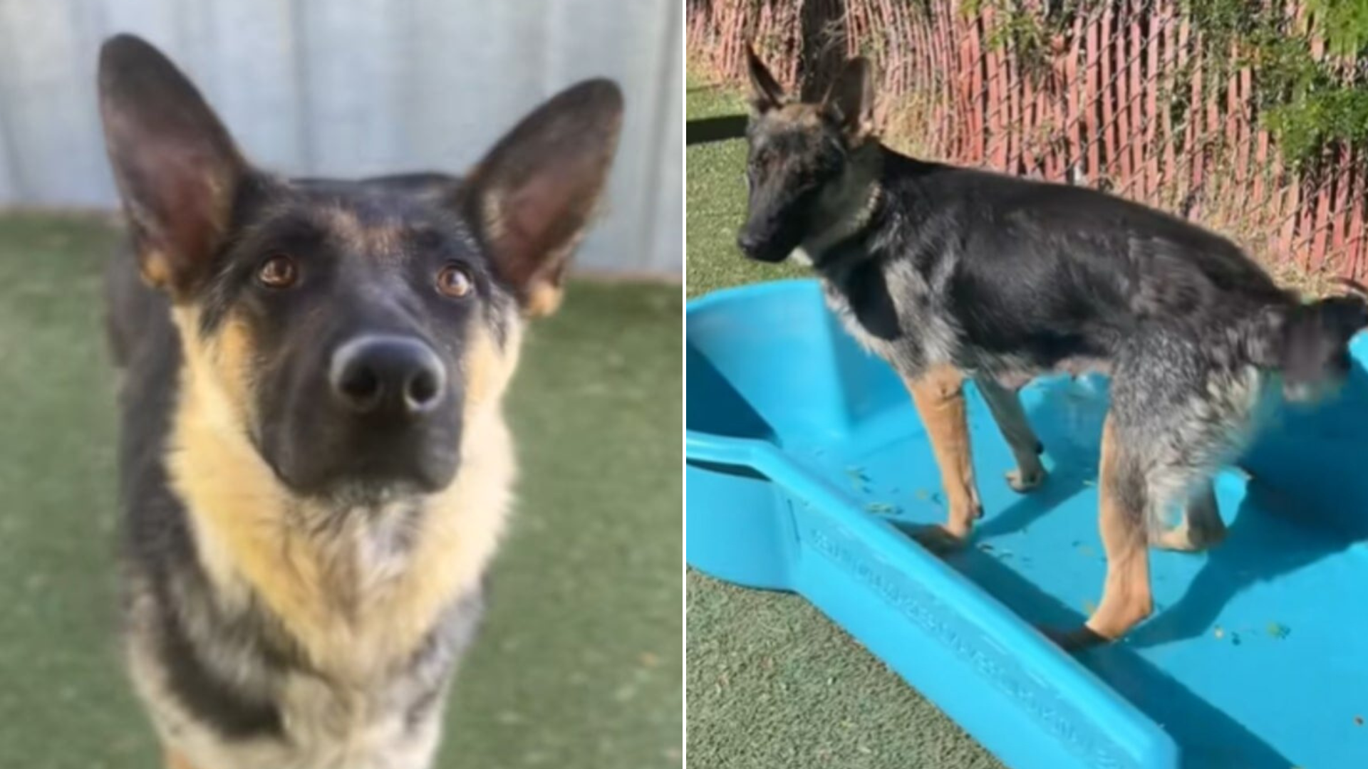 german shepherd dog playing