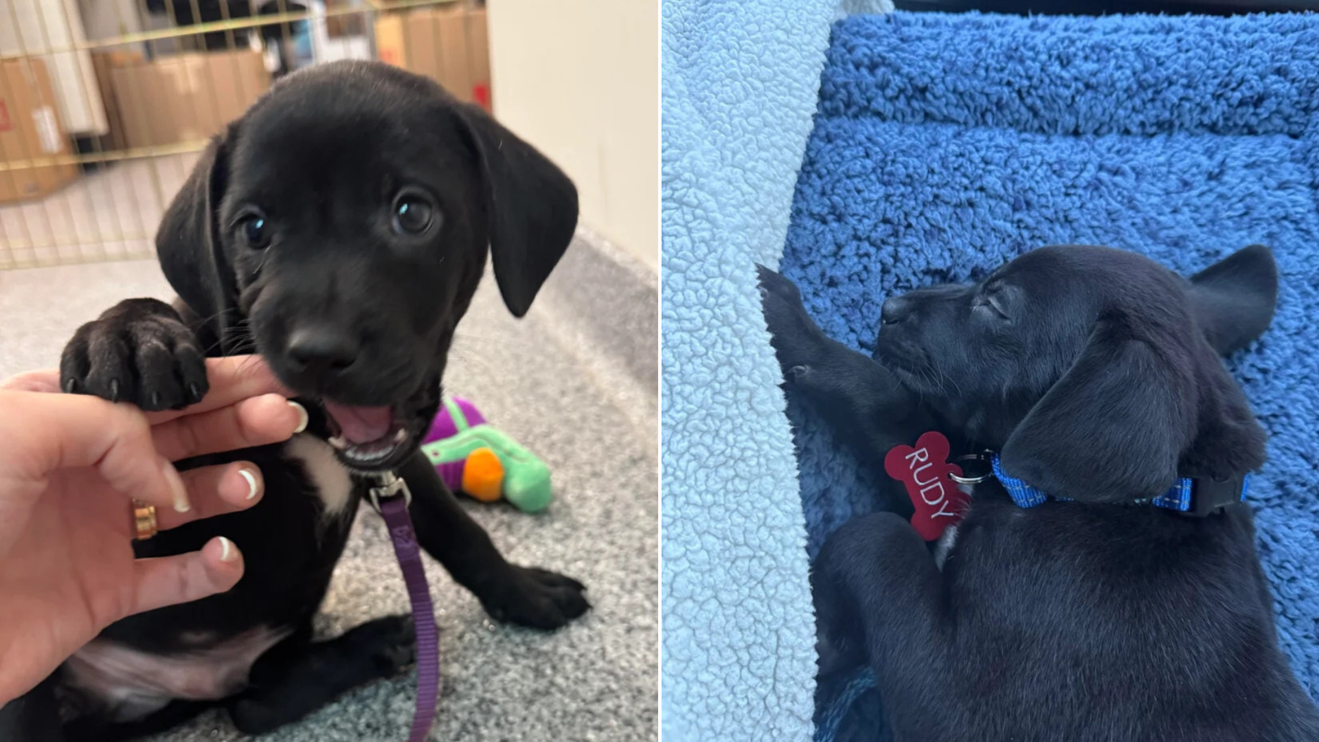 black puppy with toy