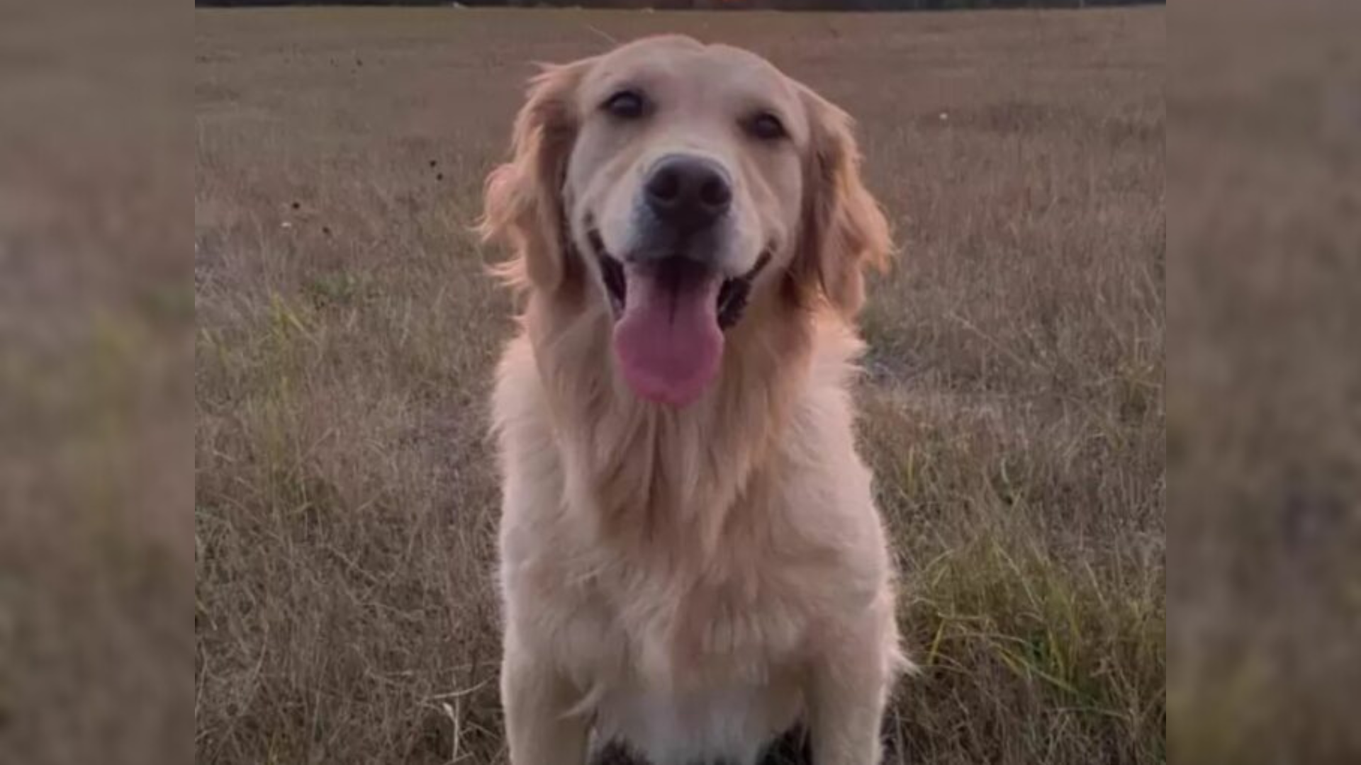 beautiful golden retriever