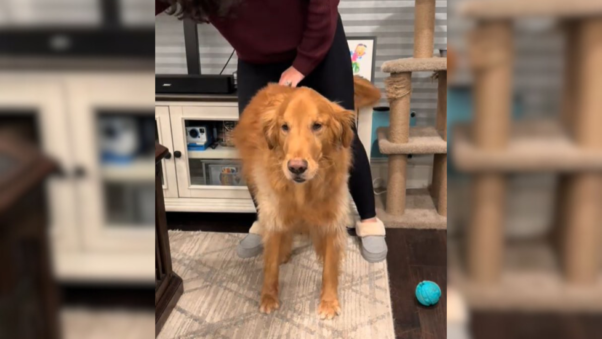 golden dog ready for walk