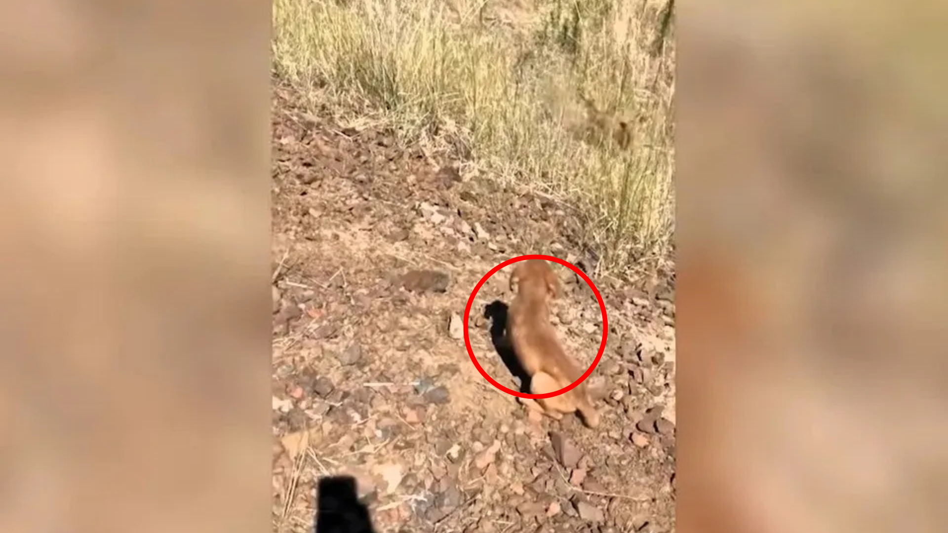 small dog alone on a road