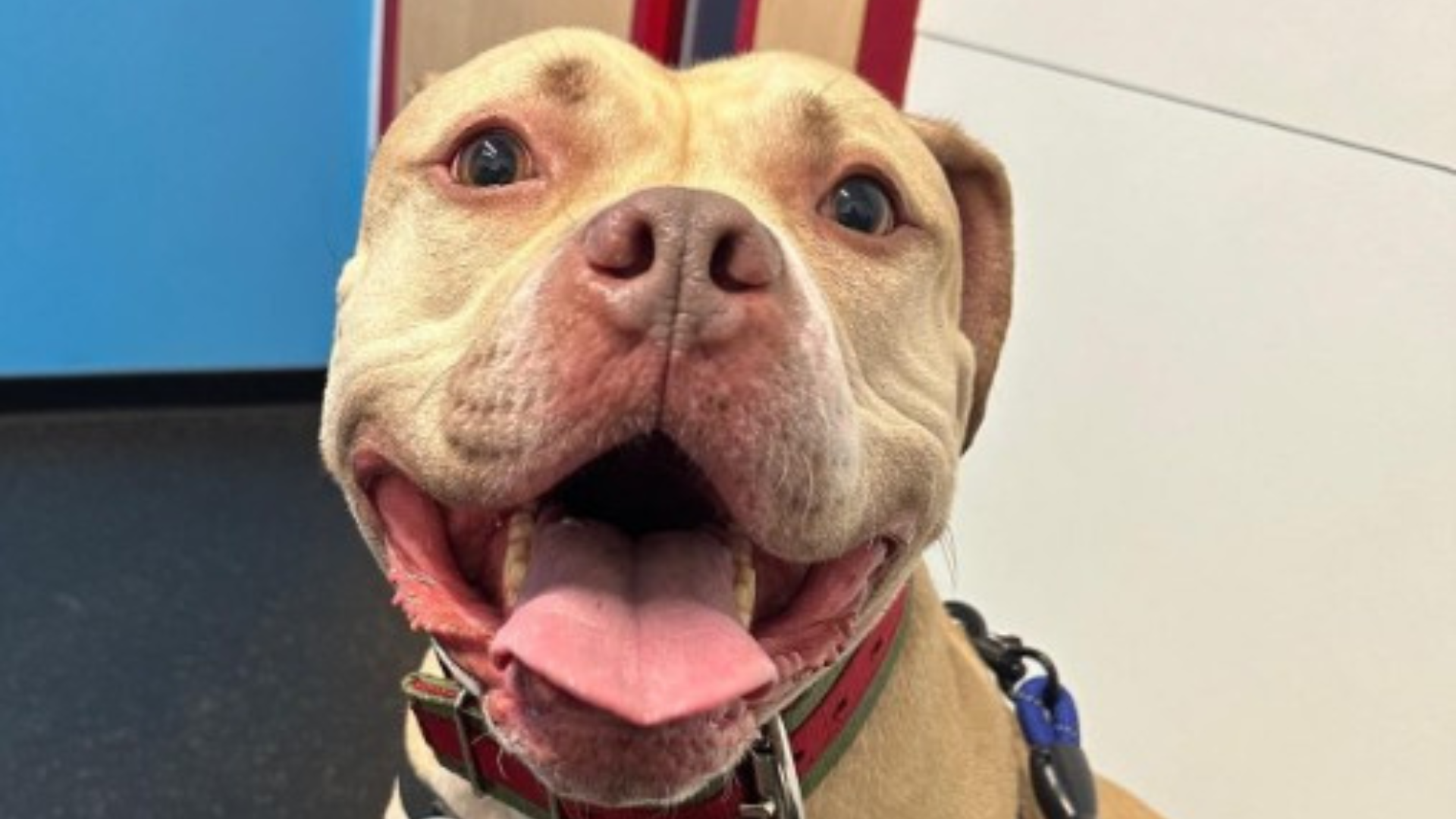 smiling dog with kind eyes