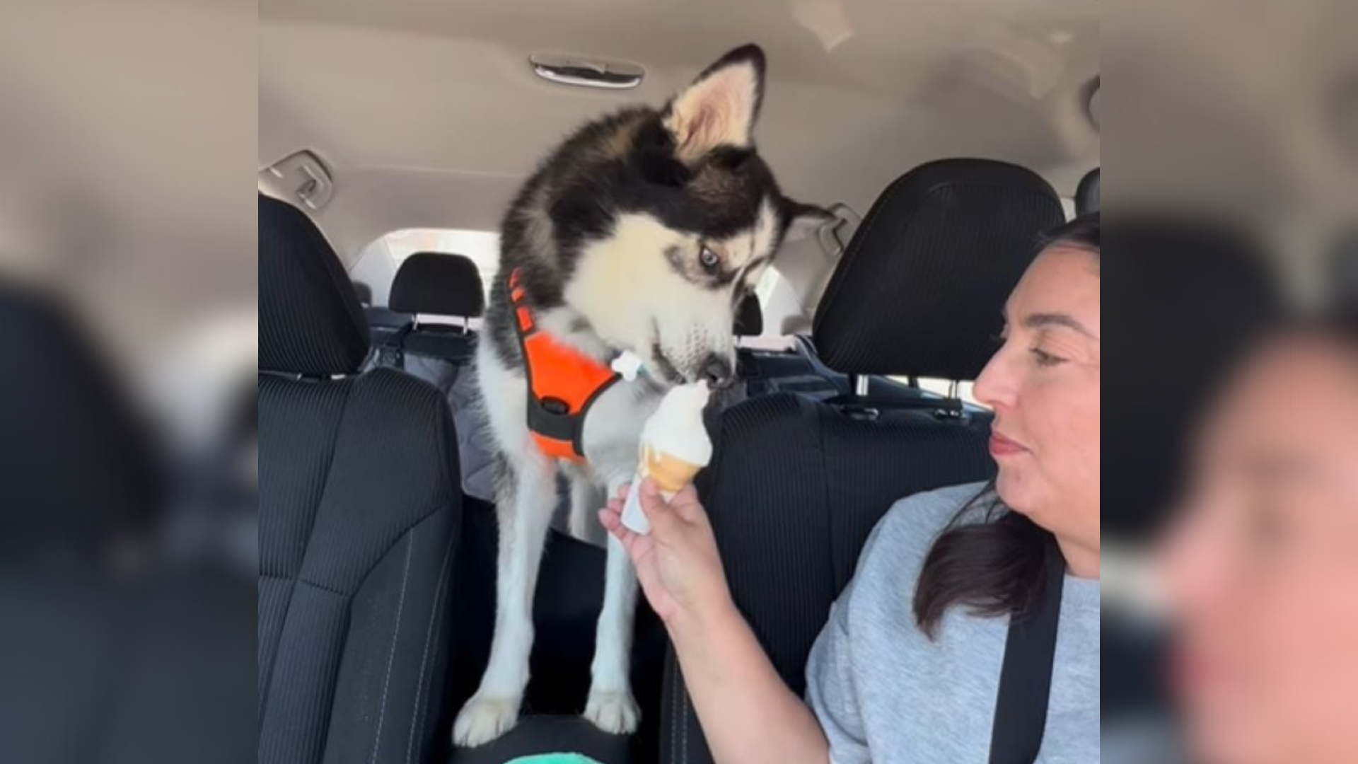 husky dog eating ice cream
