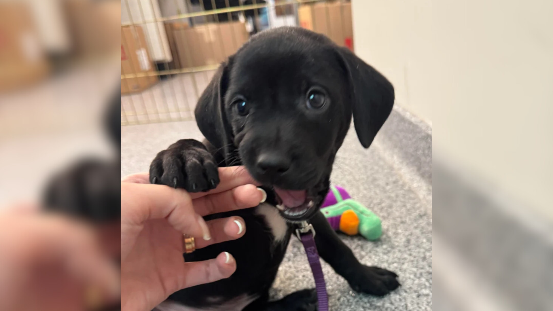 cute black puppy