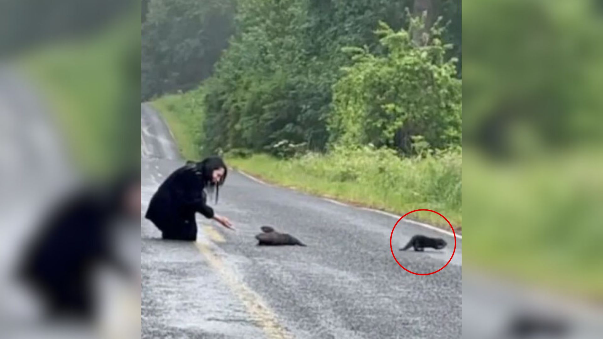 woman and animals on road