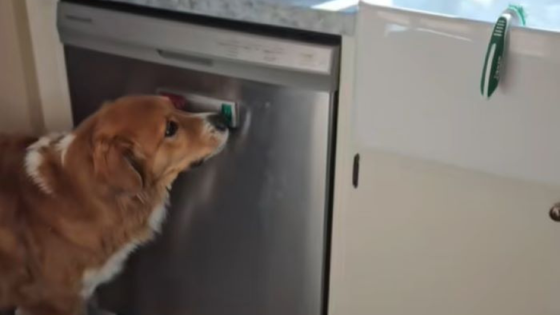 dog in a kitchen