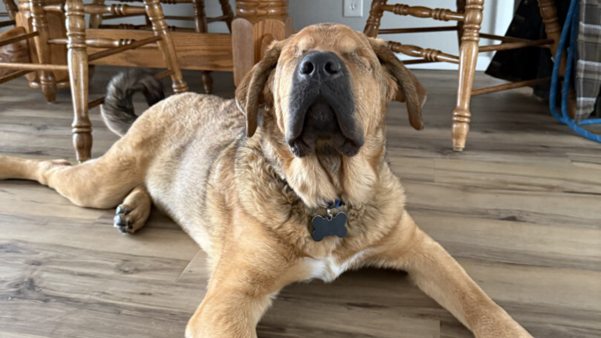 blind dog lying on floor
