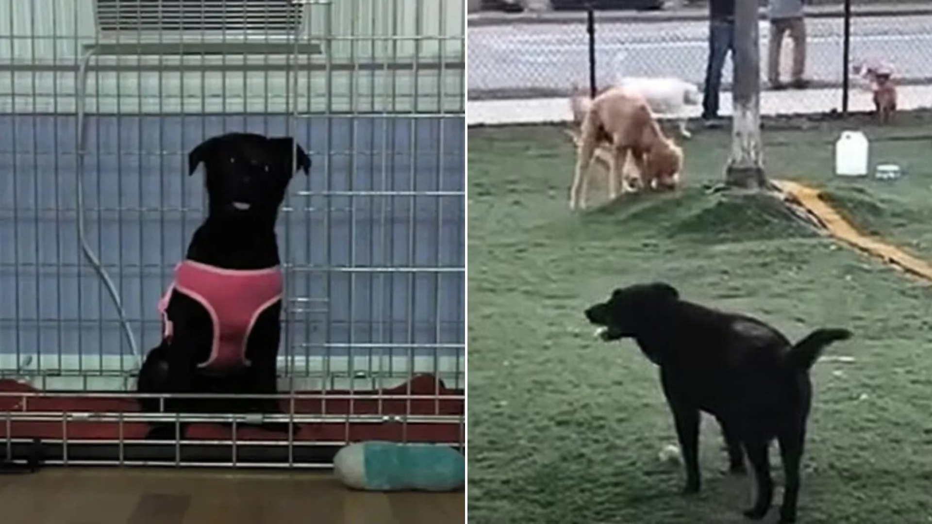 dog in cage and in dog park