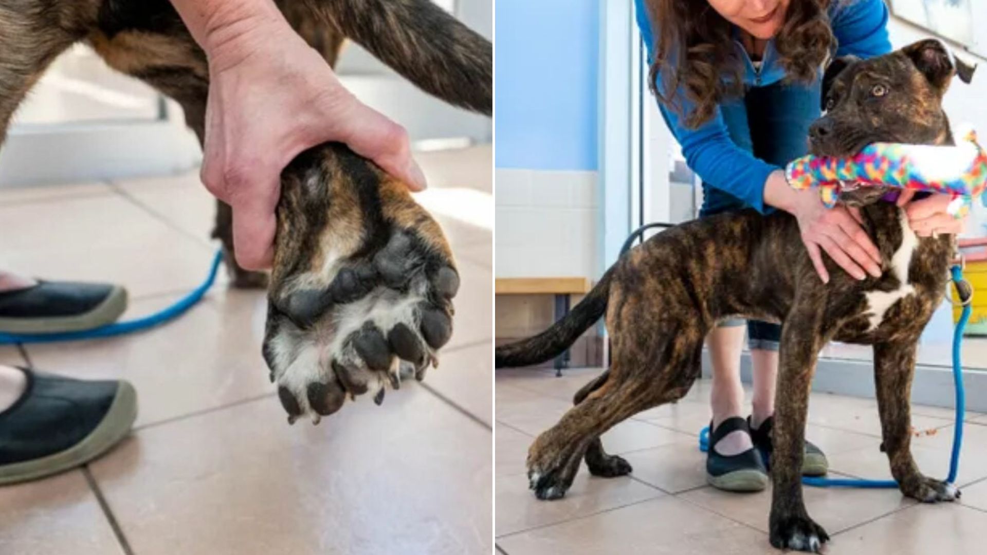 dog with rare condition