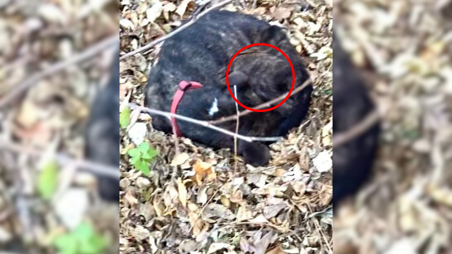 dog curled in leaves