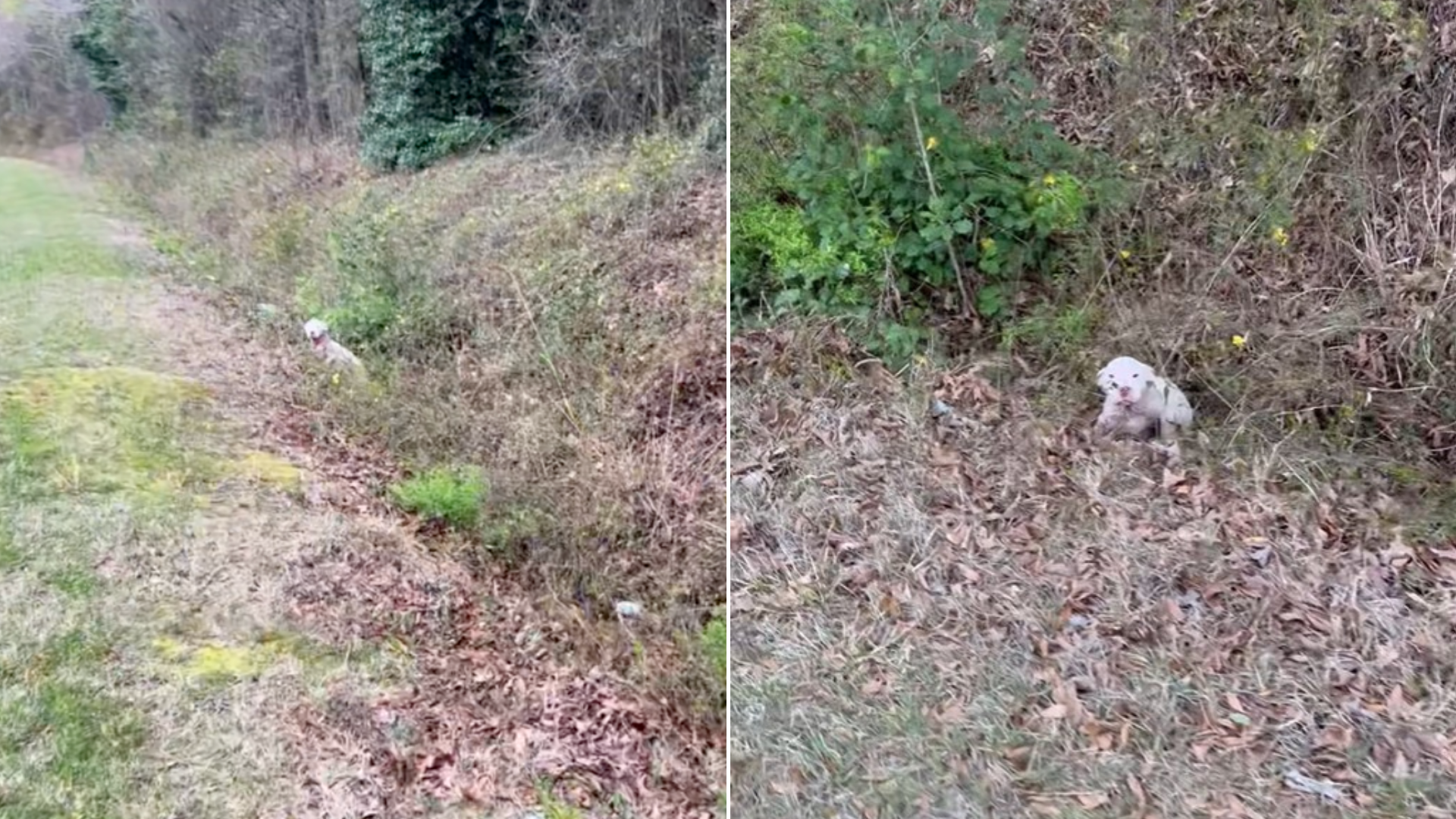 lost dog in the woods